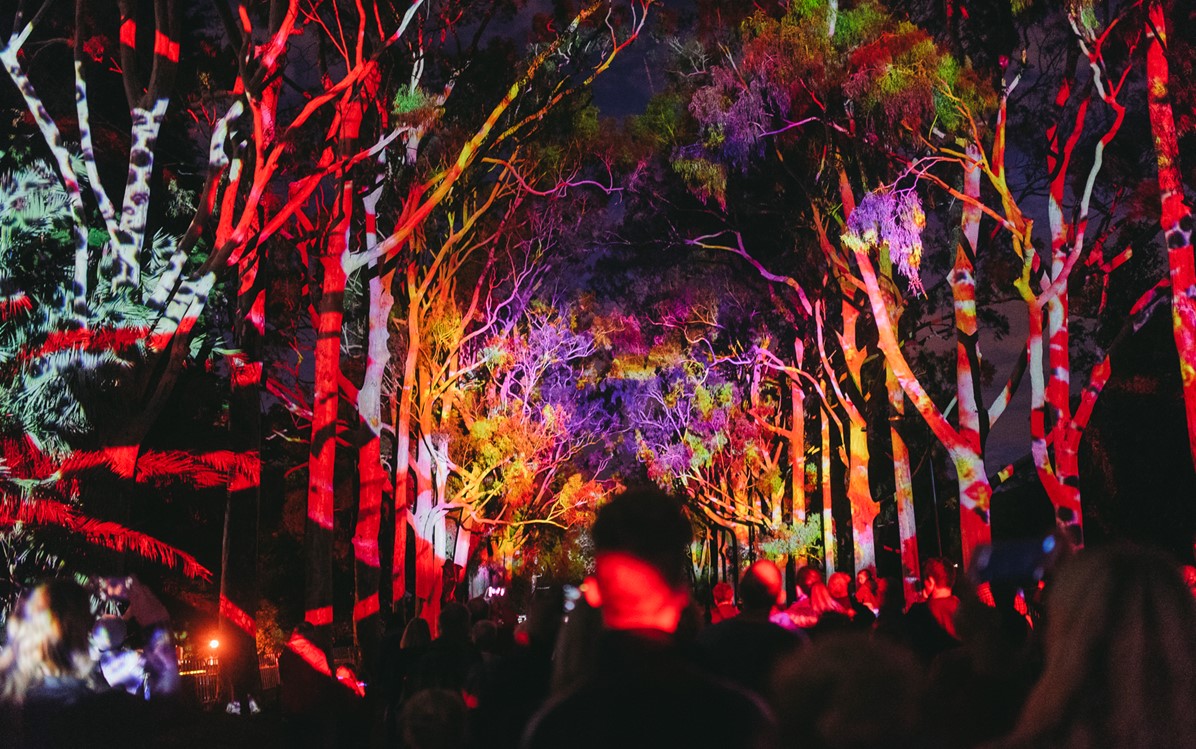 An image of colourful light projections on the trees of Kings Park as part of Boorna Waanginy
