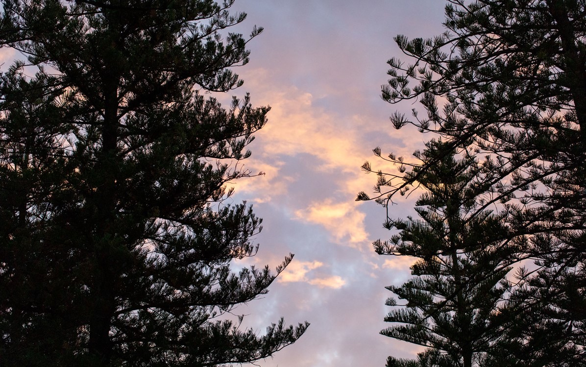 Image of pastel pink clouds at sunset between two trees 